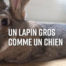LE CHÊNE FLEURI Ancenis Maine Et Loire 49 Lapins 12 à 18 Mois