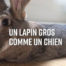 LE CHÊNE FLEURI Ancenis Maine Et Loire 49 Lapins 22 à 52 Semaines Reproducteur Garanti