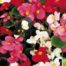 LE CHENE FLEURI Ancenis Maine Et Loire 49 Begonia Rouge Rose Blanc F.V. Ou F.F.