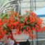 LE CHENE FLEURI Ancenis Maine Et Loire 49 Begonia Rouge En Suspension De 25 Cm