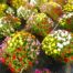 LE CHENE FLEURI Ancenis Maine Et Loire 49 Chrysanthemes Coupe Multifleurs Variee 5 Couleurs