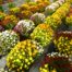 LE CHENE FLEURI Ancenis Maine Et Loire 49 Chrysanthemes Jardiniere Multifleurs 40 Cm Tricolores