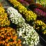 LE CHENE FLEURI Ancenis Maine Et Loire 49 Chrysanthemes Jardiniere Multifleurs 40 Cm Unies