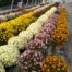 LE CHENE FLEURI Ancenis Maine Et Loire 49 Chrysanthemes Multifleurs Diam 17 25 Cm