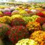 LE CHENE FLEURI Ancenis Maine Et Loire 49 Chrysanthemes Multifleurs Diam 19 50 Cm