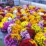 LE CHENE FLEURI Ancenis Maine Et Loire 49 Chrysanthemes Multifleurs Tricolores Diam 19 30 Cm