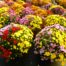LE CHENE FLEURI Ancenis Maine Et Loire 49 Chrysanthemes Multifleurs Tricolores Diam 19 50 Cm