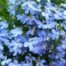 LE CHENE FLEURI Ancenis Maine Et Loire 49 Lobelia Bleu Ciel En Pot De 105 Cm