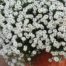 LE CHENE FLEURI Ancenis Maine Et Loire 49 Lobularia Blanc En Pot De 105 Cm