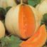 LE CHENE FLEURI Ancenis Maine Et Loire 49 Melon Charentais Lisse Troubadour