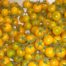 LE CHENE FLEURI Ancenis Maine Et Loire 49 Tomate Cerise Jaune Stargold
