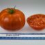 LE CHENE FLEURI Ancenis Maine Et Loire 49 Tomate Delizia Type Marmande