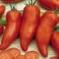LE CHENE FLEURI Ancenis Maine Et Loire 49 Tomate Greffees Andine Cornue