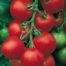 LE CHENE FLEURI Ancenis Maine Et Loire 49 Tomate Greffees Fandango