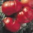 LE CHENE FLEURI Ancenis Maine Et Loire 49 Tomate Greffees Supersteak