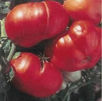 LE CHENE FLEURI Ancenis Maine Et Loire 49 Tomate Greffees Supersteak