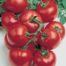 LE CHENE FLEURI Ancenis Maine Et Loire 49 Tomate Grappe Premio