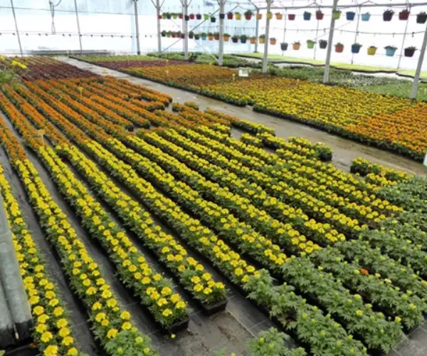 Plantes et fleurs du Chêne fleuri