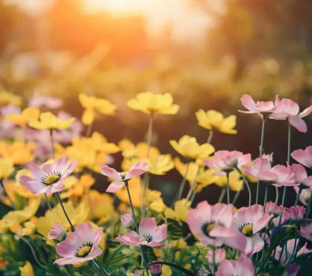 fleurs le chene fleuri