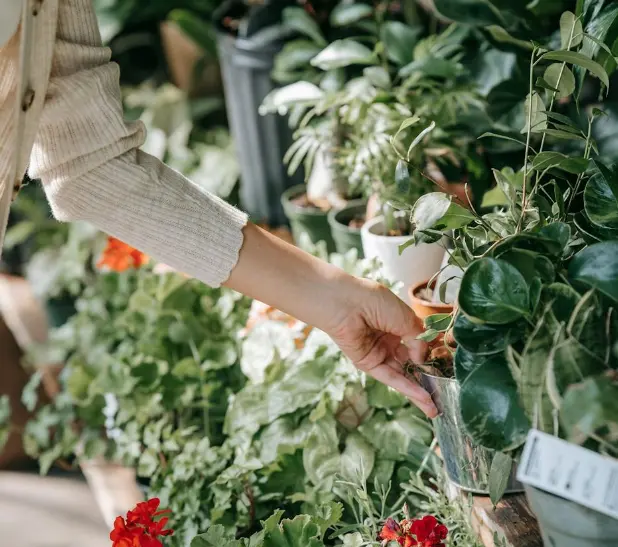 jardinage le chene fleuri