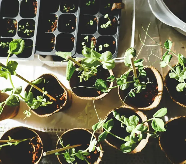 plants potagers